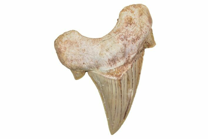 Fossil Shark Tooth (Otodus) - Morocco #353416